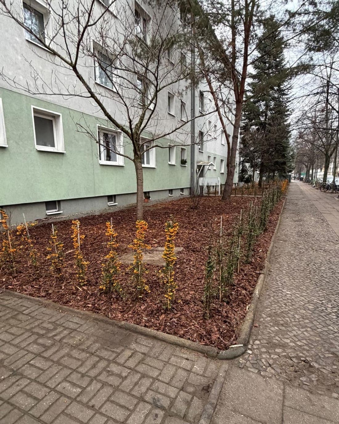 Frisch bepflanztes Beet mit blühender Hecke vor einem Wohnhaus in Berlin