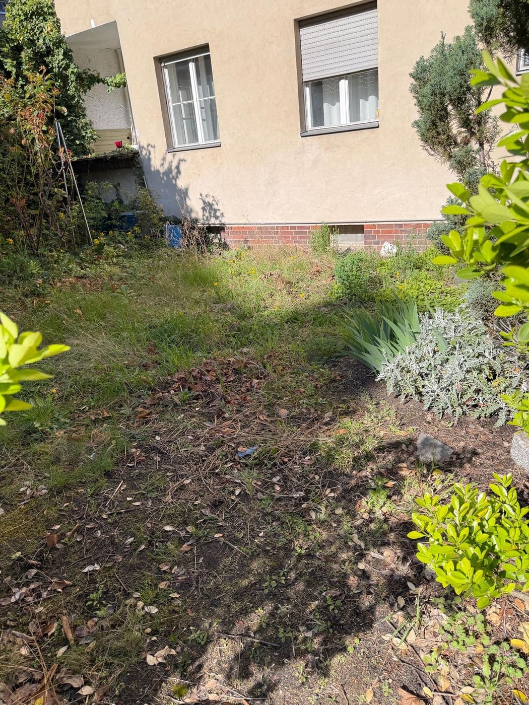Verwilderte, vertrocknete Rasenfläche mit Wildkraut vor dem Ziegelsockel eines Berliner Wohnhauses, vor der Grundstückspflege