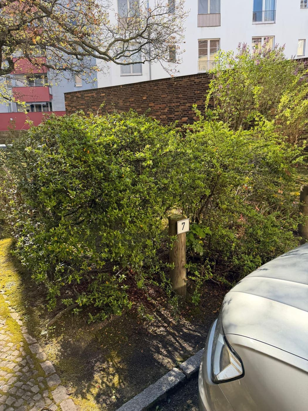 Zugewachsener Zierstrauch neben einem Pkw-Stellplatz mit Nummernschild „7“ vor einem Wohnblock in Berlin