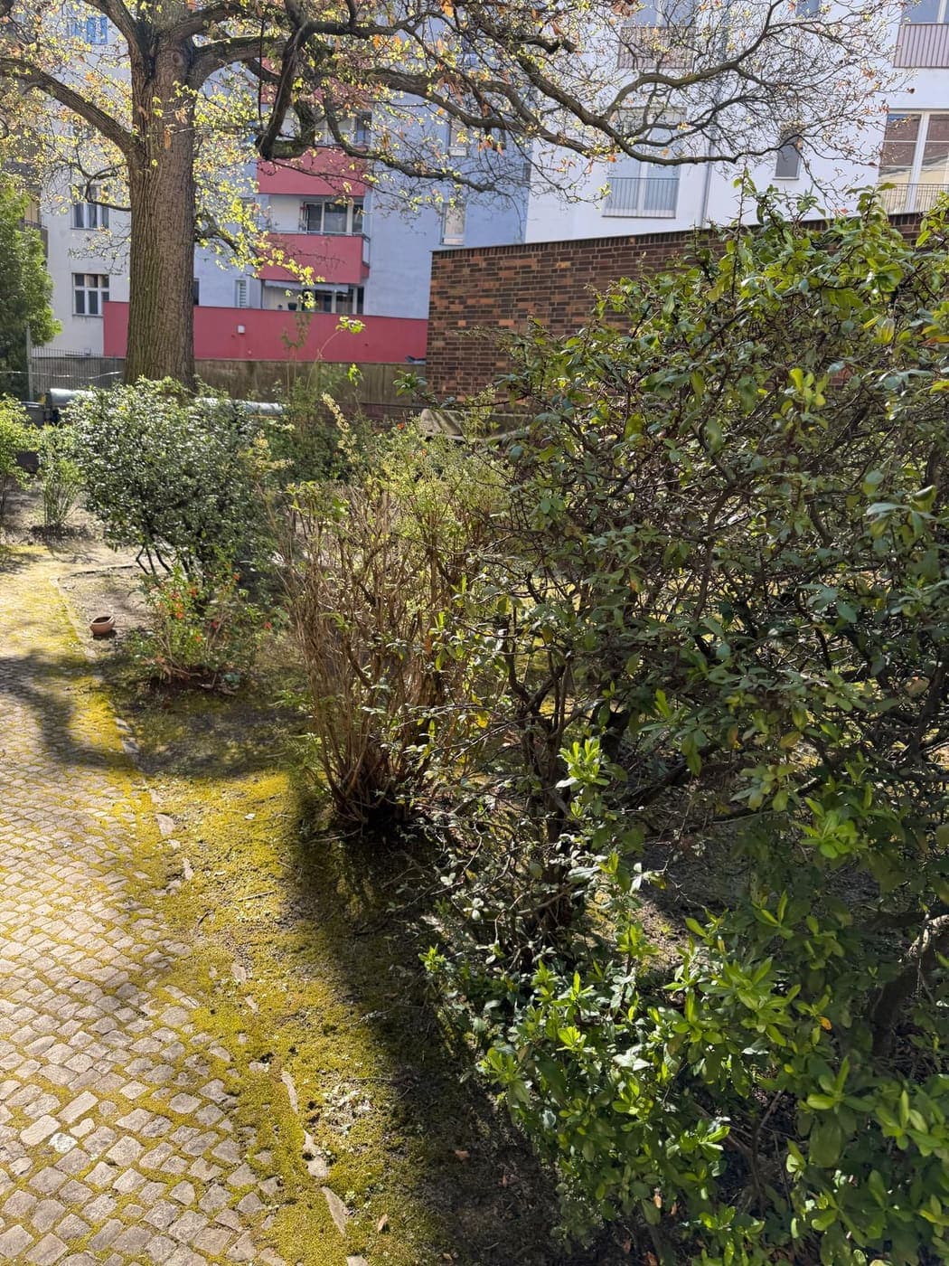 Moosbewachsener Pflasterweg mit Sträuchern und Staudenbeeten in einer Berliner Wohnanlage im Frühjahr