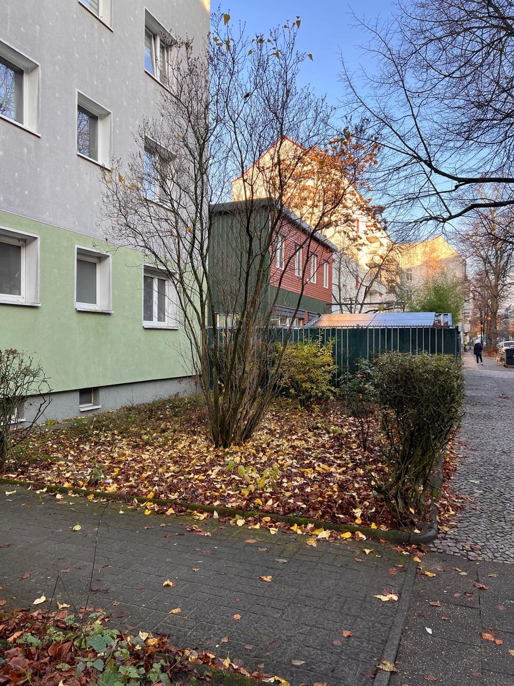 Mehrstämmiger Zierbaum in einem herbstlichen Straßenbeet zwischen Wohnhaus und Gehweg in Berlin