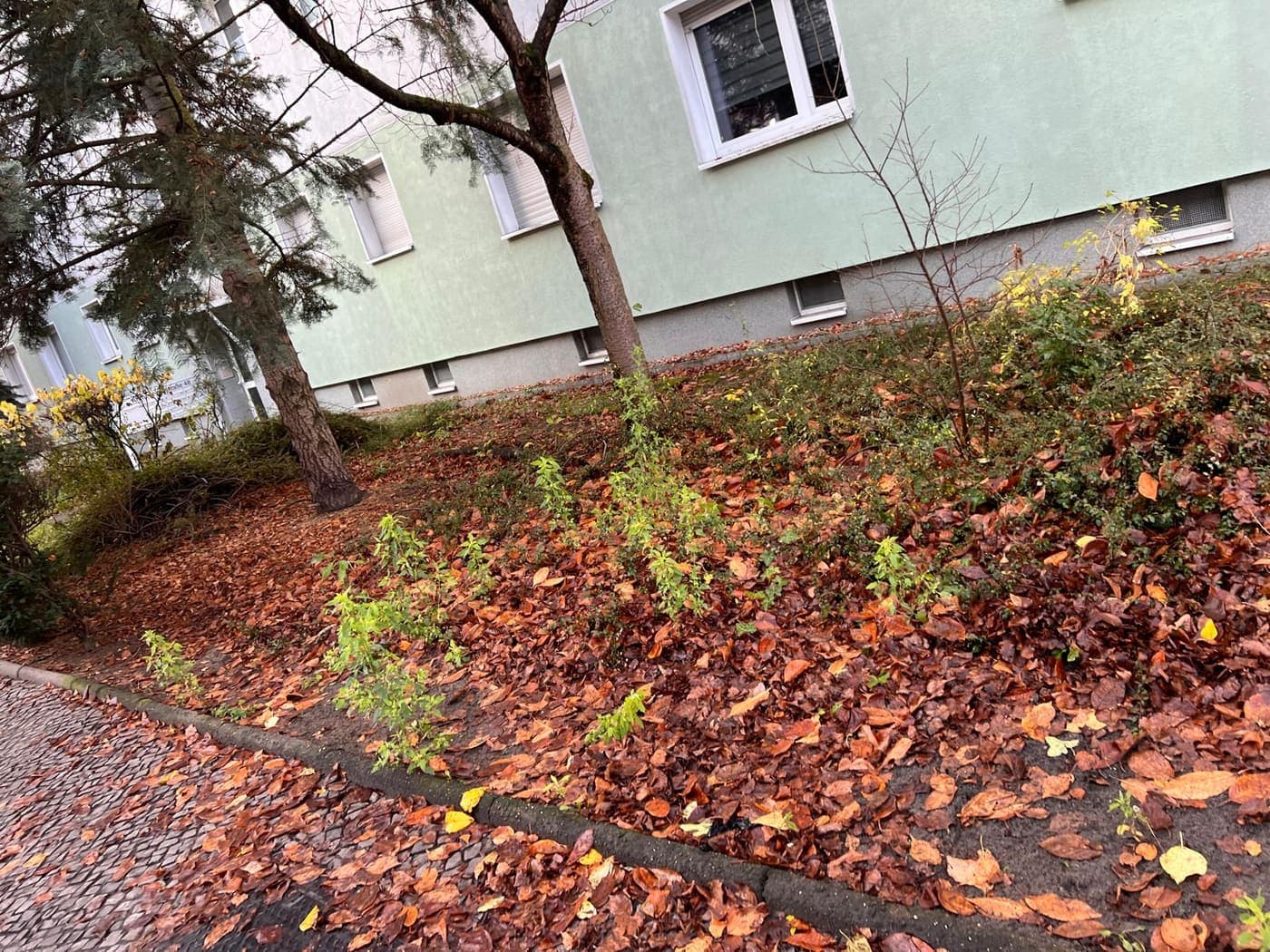 Herbstliches Beet mit frisch gepflanzten jungen Sträuchern entlang der Fassade eines Berliner Wohnhauses