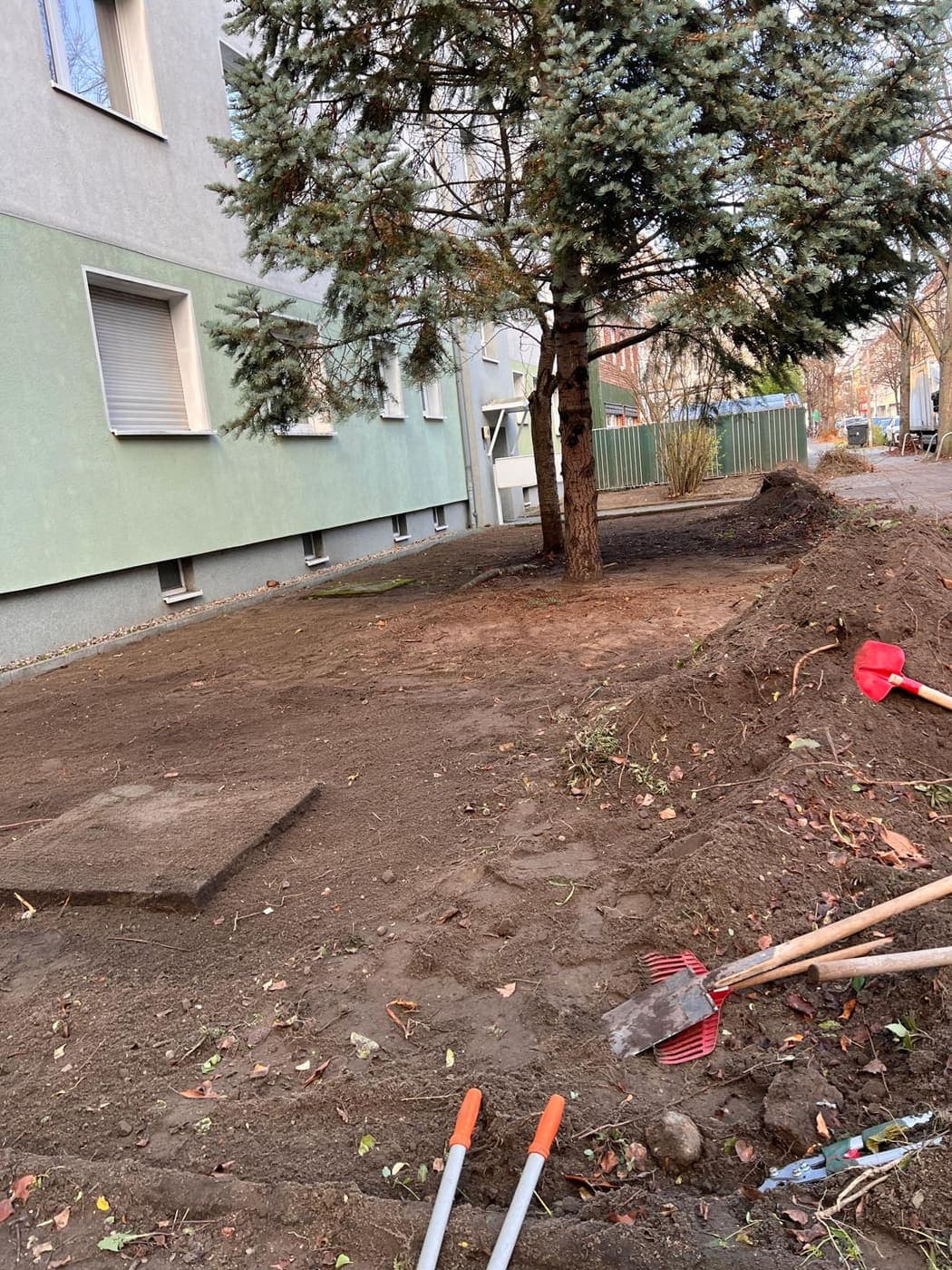 Frisch angelegtes Erdbeet um eine Blaufichte, daneben Spaten und Rechen während der Gartenarbeiten