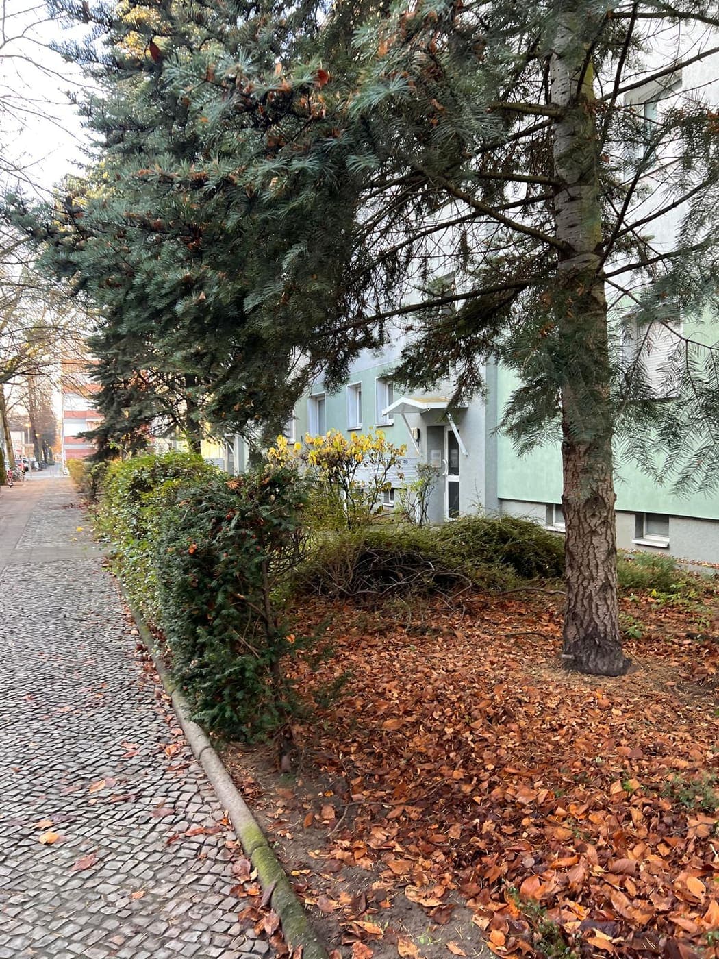 Kiefer und frisch geschnittene Hecke in einem herbstlichen Vorgarten an einem Berliner Gehweg