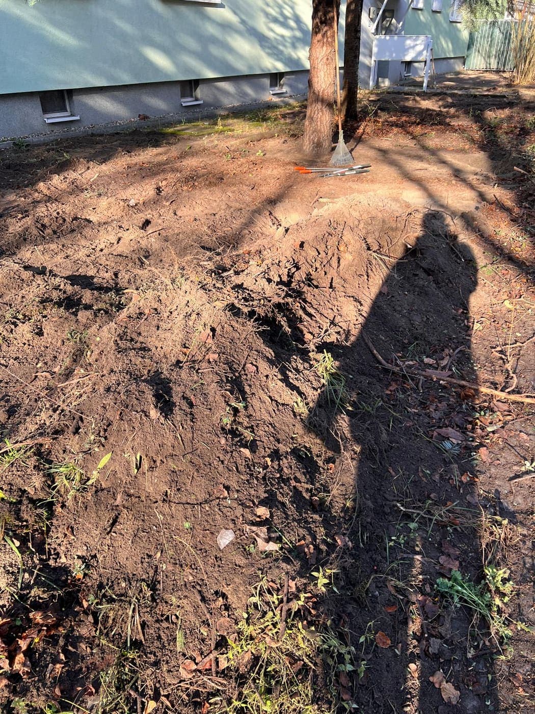 Umgegrabene Erdfläche unter einem Nadelbaum mit abgelegtem Rechen und Astschere während der Pflegearbeiten