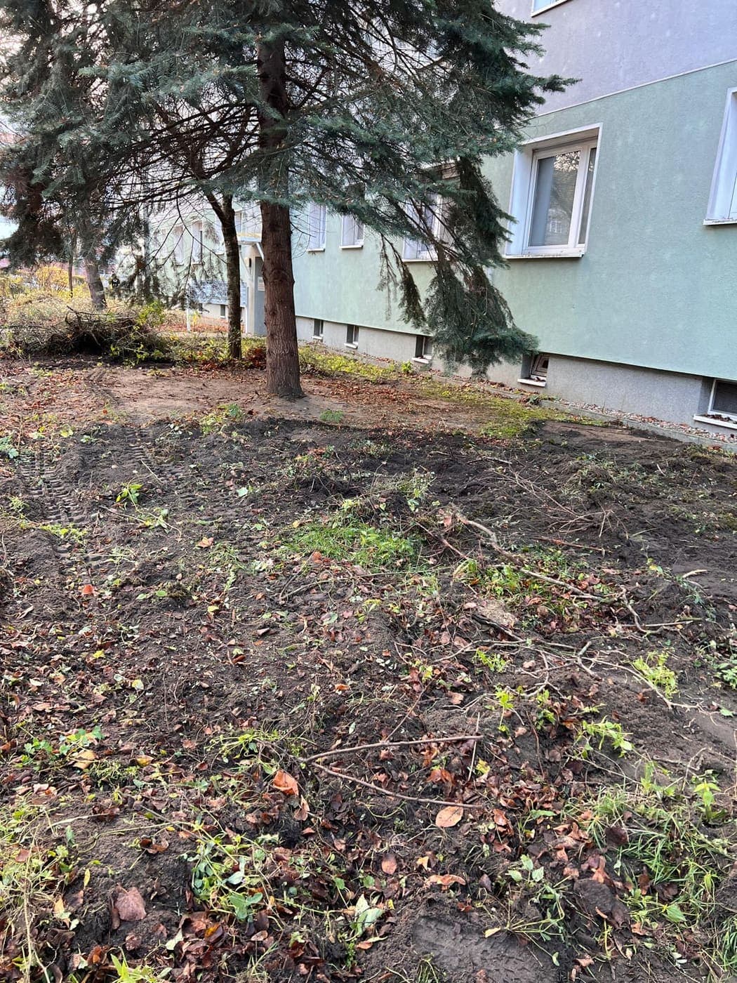 Frisch bearbeitete Erdfläche unter einer Blaufichte mit verteiltem Schnittgut vor einem Berliner Wohnhaus