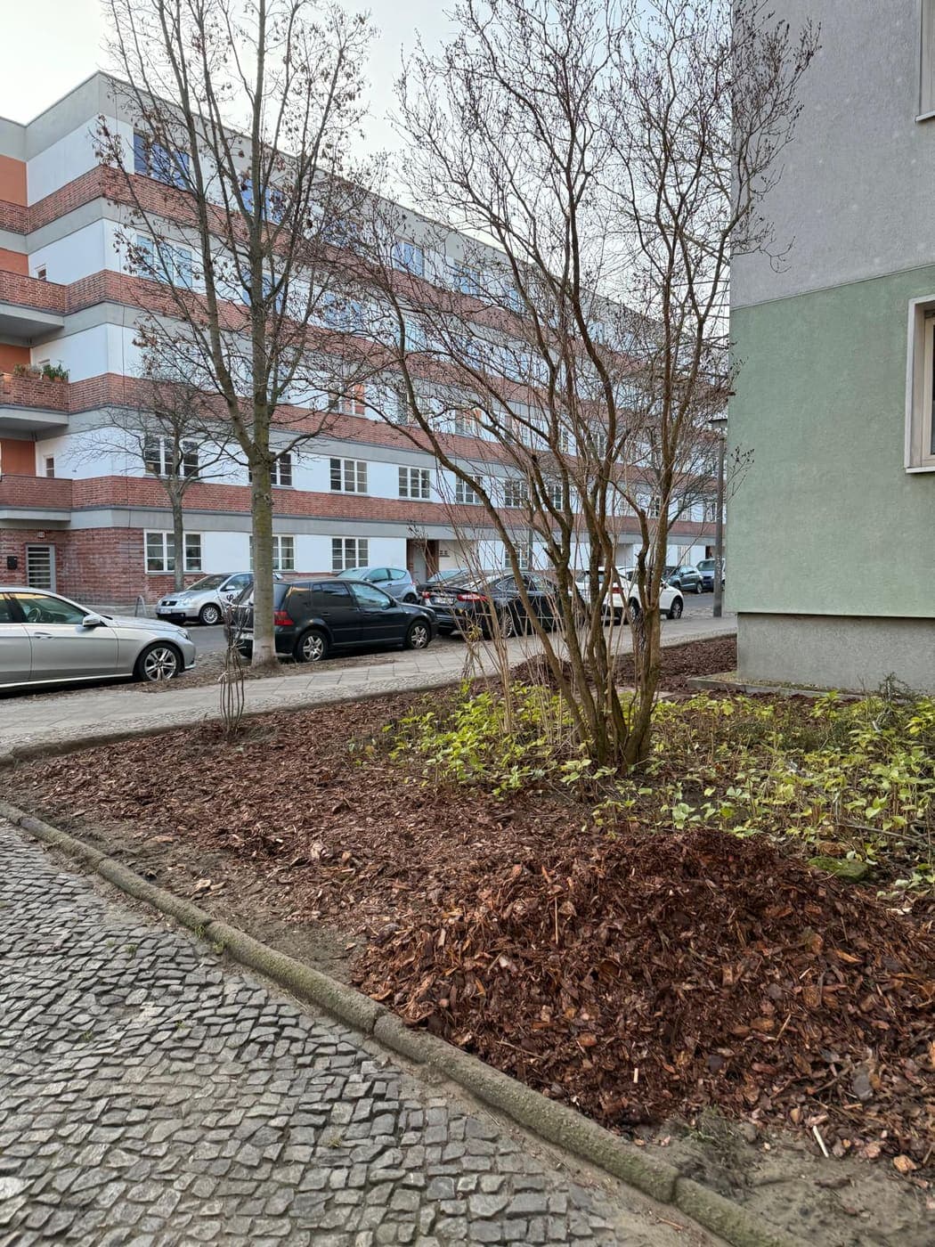 Mit Rindenmulch abgedecktes Straßenbeet mit Zierstrauch an einer Kopfsteinpflasterstraße vor Wohnblöcken