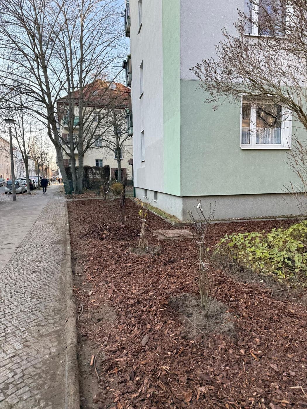 Neu angelegtes, gemulchtes Beet mit jungen Sträuchern an der Ecke eines Wohnhauses an einem Berliner Gehweg