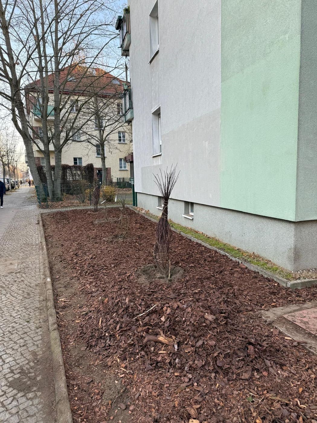 Frisch bepflanztes, mit Rindenmulch abgedecktes Beet mit jungen Sträuchern an einer Hausecke in Berlin