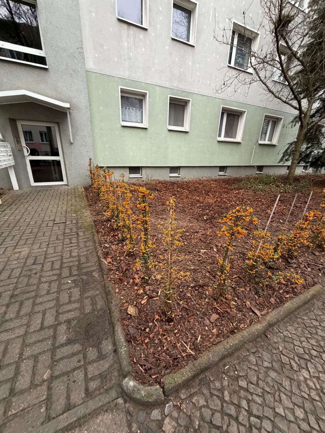 Reihe neu gepflanzter Feuerdorn-Sträucher mit orangefarbenen Beeren in einem gemulchten Beet am Hauseingang