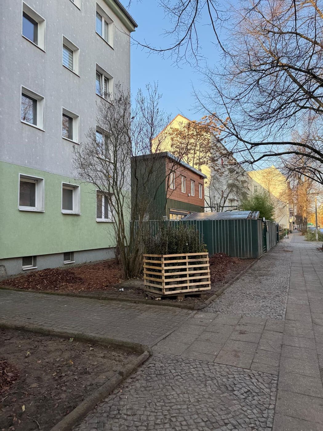 Neu bepflanztes Beet mit Feuerdorn-Strauch im Holzverschlag an einer Berliner Wohnstraße