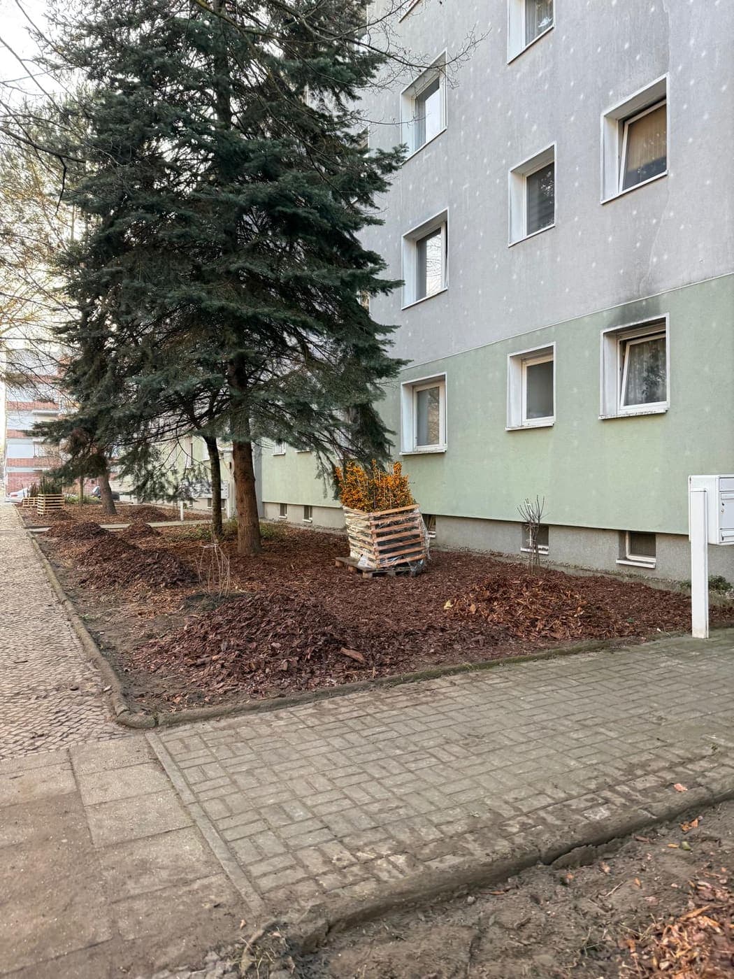 Frisch gemulchtes Beet mit Blaufichte und jungem Feuerdorn im Palettenverschlag entlang eines Wohnhauses