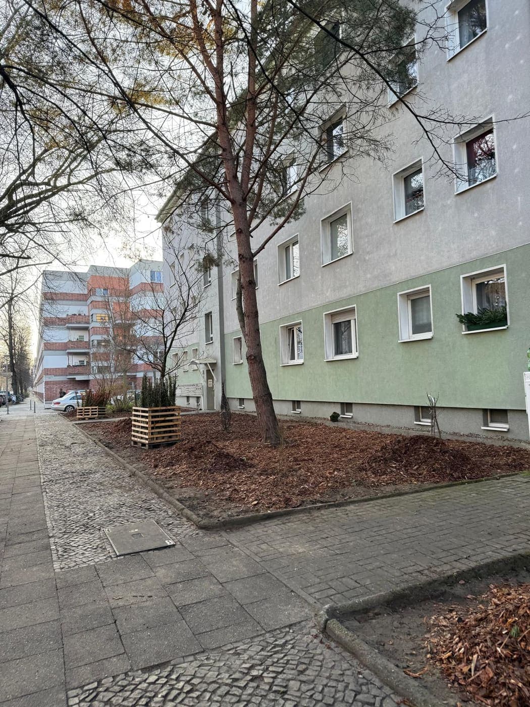 Berliner Wohnstraße mit Kiefer und frisch gemulchten Beeten entlang der Häuserfassade