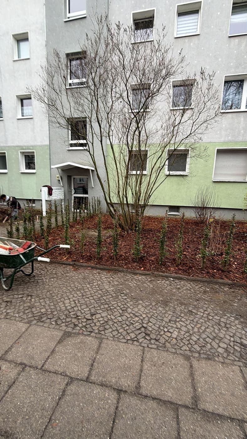 Frisch bepflanztes Beet mit Strauchreihe und mehrstämmigem Zierbaum vor einem Wohnhaus, Schubkarre am Wegrand