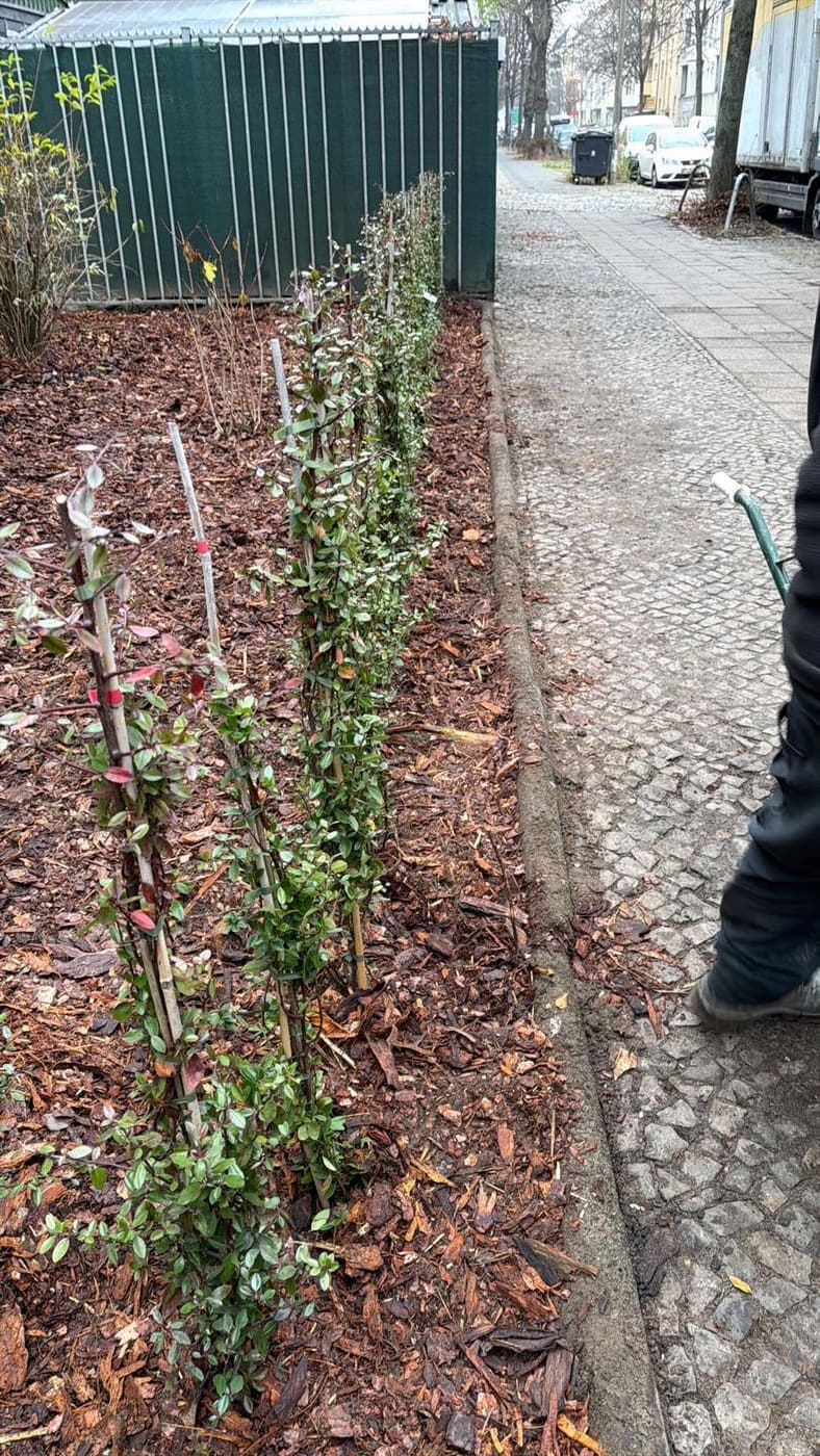 Reihe frisch gesetzter Zwergmispeln mit Stützstäben entlang eines Gehwegs, ein Mitarbeiter bei der Arbeit