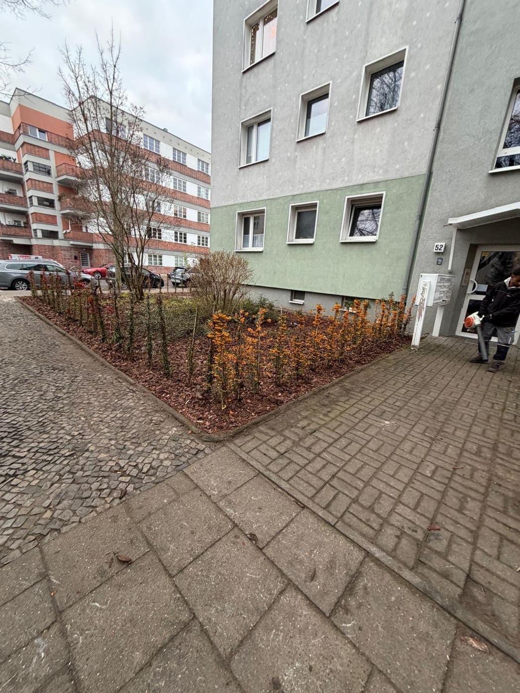 Neu angelegtes Straßenbeet mit Feuerdorn an der Hausecke Nummer 52, ein Mitarbeiter mit Laubbläser