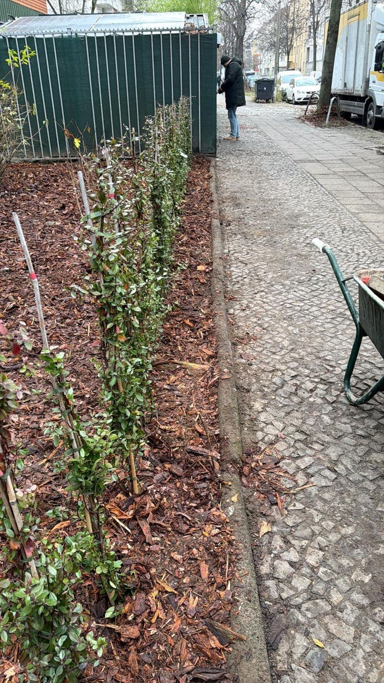 Reihe frisch gepflanzter Zwergmispeln in einem gemulchten Beet entlang eines Gehwegs, Schubkarre daneben