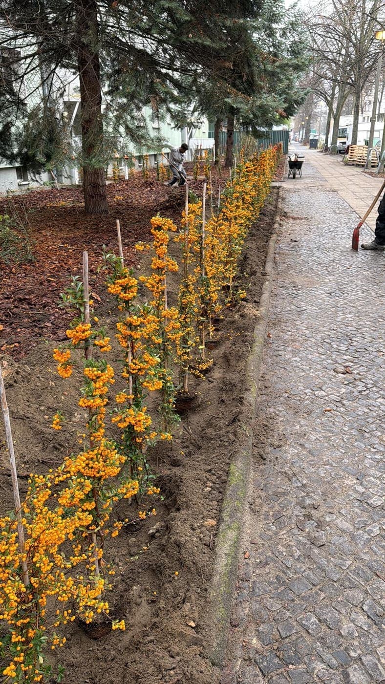 Lange Reihe neu gepflanzter Feuerdorn-Sträucher mit orangefarbenen Beeren entlang eines Berliner Gehwegs