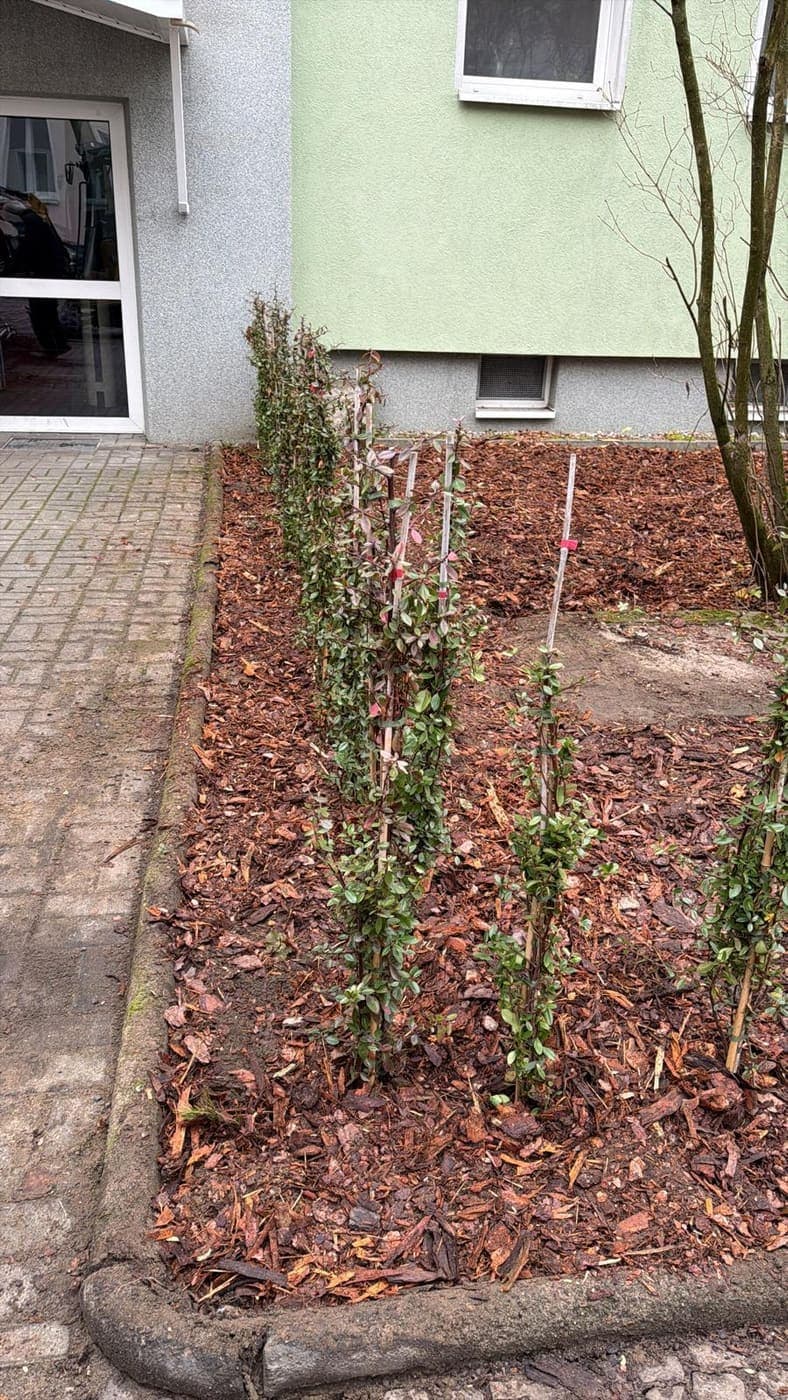 Frisch gesetzte Strauchreihe mit Stützstäben in einem gemulchten Beet vor einem Wohnhaus