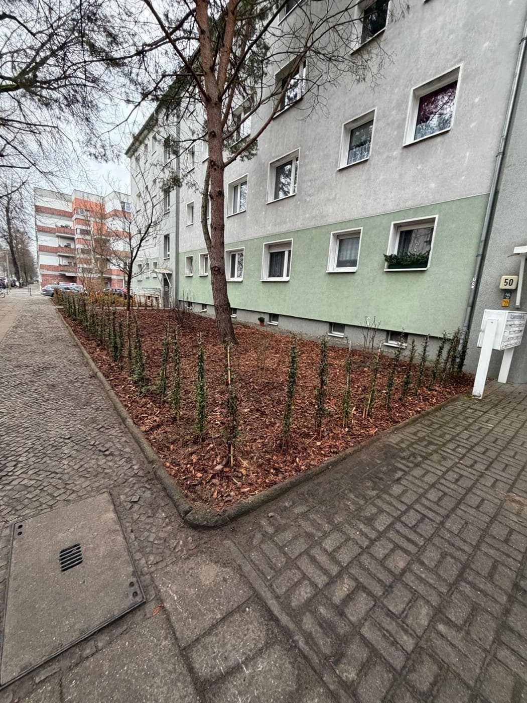 Fertig bepflanztes, gemulchtes Straßenbeet mit Strauchreihe und Kiefer an der Hausecke Nummer 50