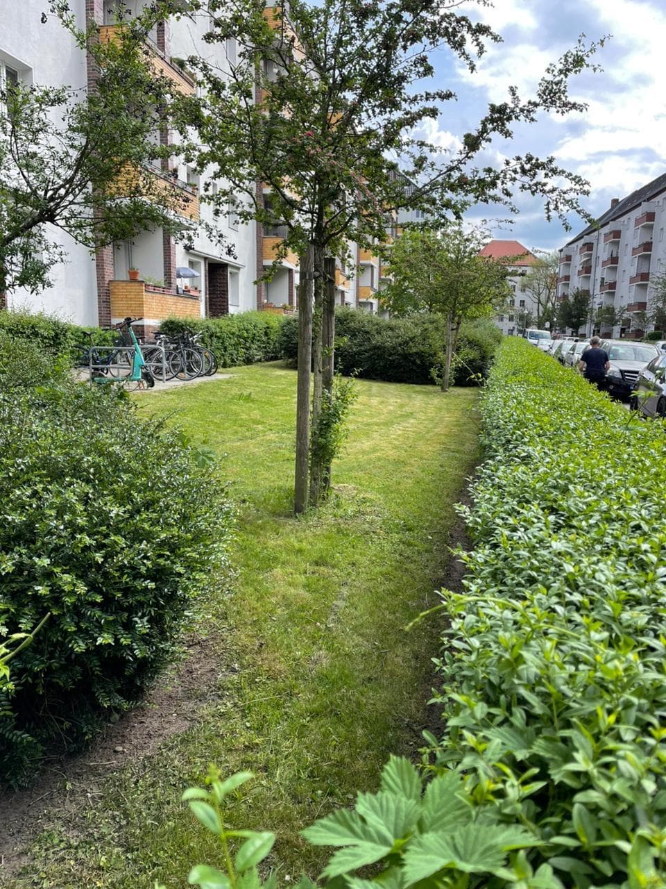 Frisch gemähte Rasenfläche mit geschnittenen Hecken zwischen Wohnhäusern in Berlin nach der Grundstückspflege